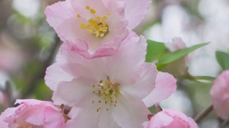 春日花朵植物春暖花开海棠花盛开4K实拍