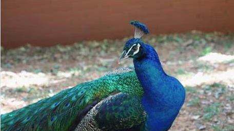 孔雀开屏美丽羽毛自然动物实拍