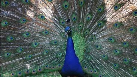 孔雀开屏美丽羽毛自然动物实拍