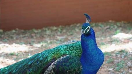 孔雀开屏美丽羽毛自然动物实拍