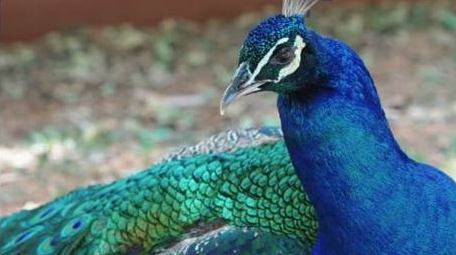 孔雀开屏美丽羽毛自然动物实拍