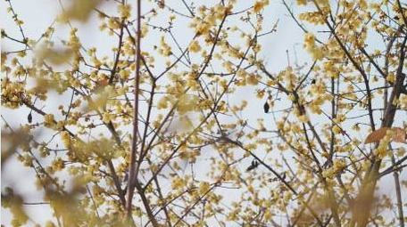 腊梅花朵植物春天风景实拍