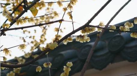 腊梅花朵植物春天风景实拍