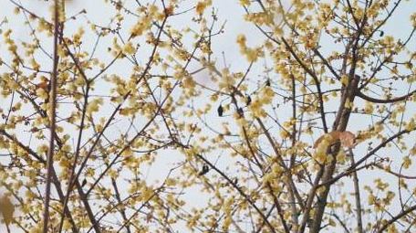 腊梅花朵植物春天风景实拍