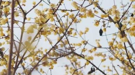 腊梅花朵植物春天风景实拍