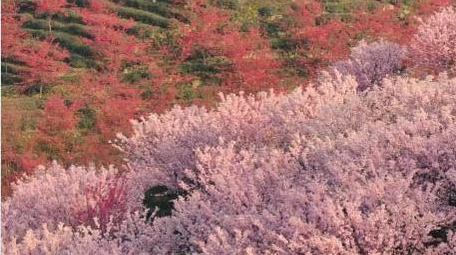 满山遍野樱花盛开春天花海航拍