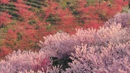 满山遍野樱花盛开春天花海航拍