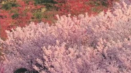 满山遍野樱花盛开春天花海航拍