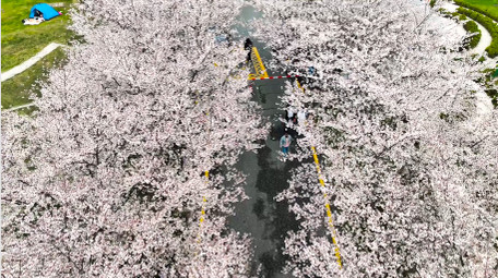 春季植物花朵春暖花开樱花4K实拍