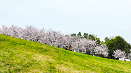 春季植物花朵春暖花开樱花4K实拍