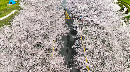 春季植物花朵春暖花开樱花4K实拍