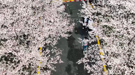 春季植物花朵春暖花开樱花4K实拍