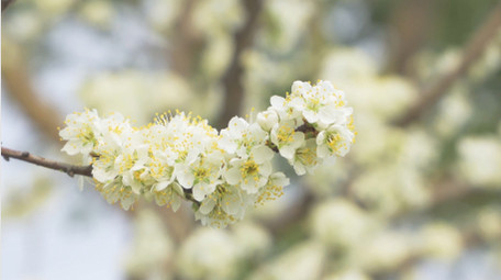 春季植物花朵梨花唯美花朵4K实拍