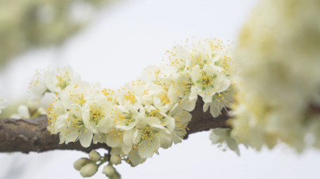 春季植物花朵梨花唯美花朵4K实拍