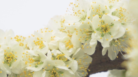 春季植物花朵梨花唯美花朵4K实拍