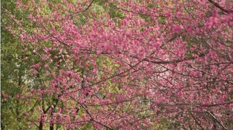 红梅自然花朵植物春天风景实拍