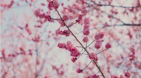 红梅自然花朵植物春天风景实拍
