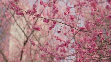 红梅自然花朵植物春天风景实拍