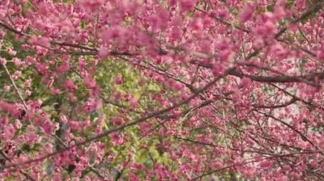 红梅自然花朵植物春天风景实拍
