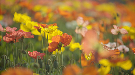 自然春季虞美人花朵盛开实拍视频素材