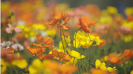 自然春季虞美人花朵盛开实拍视频素材