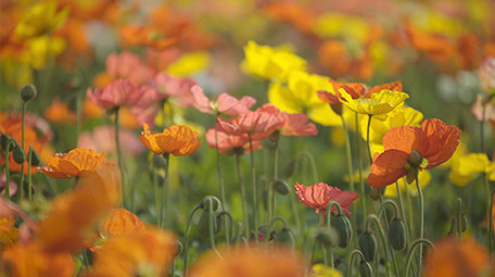 自然春季虞美人花朵盛开实拍视频素材