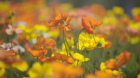 自然春季虞美人花朵盛开实拍视频素材