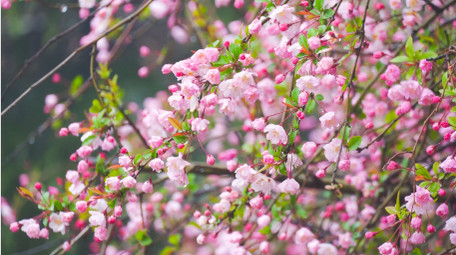 春季雨水雨中盛开的海棠花雨天花朵4K实拍