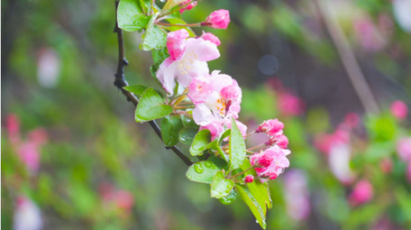 春季雨水雨中盛开的海棠花雨天花朵4K实拍