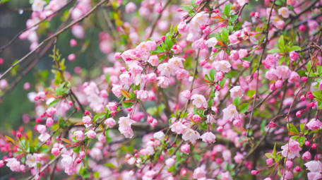春季雨水雨中盛开的海棠花雨天花朵4K实拍