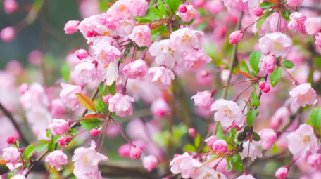 春季雨水雨中盛开的海棠花雨天花朵4K实拍