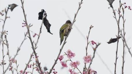 樱花树上鸟儿小鸟鸟类动物实拍