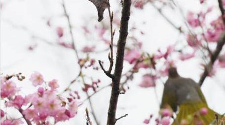 樱花树上鸟儿小鸟鸟类动物实拍
