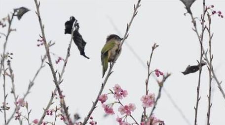 樱花树上鸟儿小鸟鸟类动物实拍