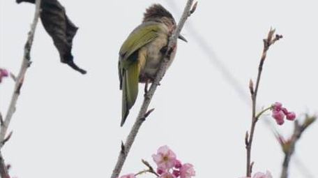 樱花树上鸟儿小鸟鸟类动物实拍