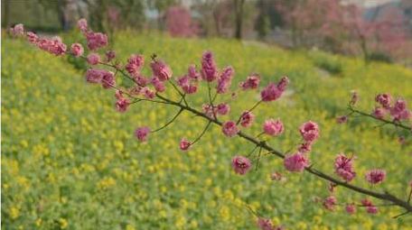 春天油菜花梅花花海风景实拍