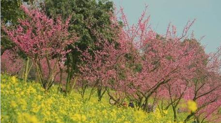春天油菜花梅花花海风景实拍