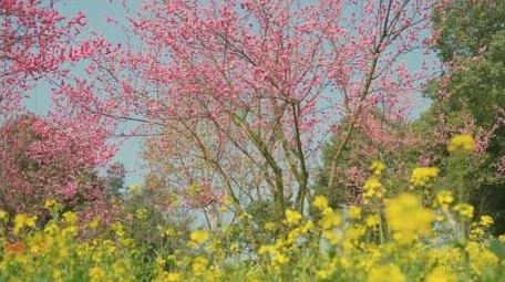 春天油菜花梅花花海风景实拍