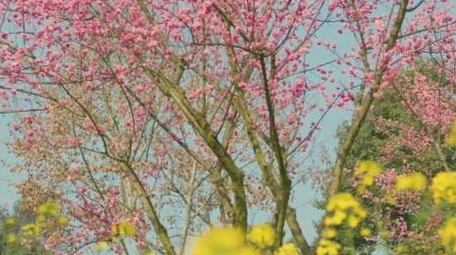 春天油菜花梅花花海风景实拍