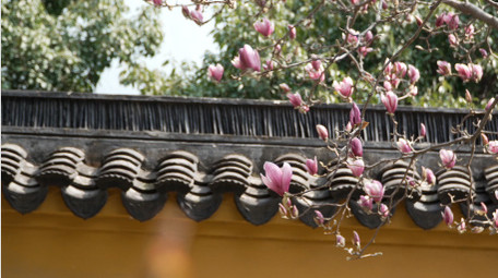 唯美苏州春天玉兰花开古风屋檐实拍