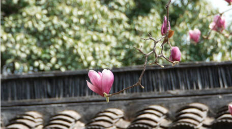 唯美苏州春天玉兰花开古风屋檐实拍