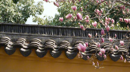 唯美苏州春天玉兰花开古风屋檐实拍