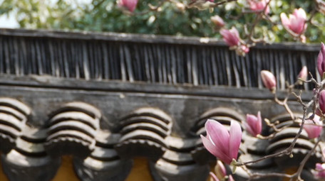 唯美苏州春天玉兰花开古风屋檐实拍