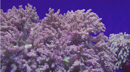 梦幻海底鱼群珊瑚海洋4K实拍视频