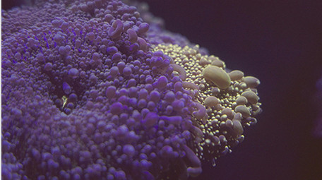 梦幻海底鱼群珊瑚海洋4K实拍视频