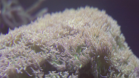 梦幻海底鱼群珊瑚海洋4K实拍视频