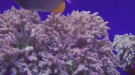 梦幻海底鱼群珊瑚海洋4K实拍视频