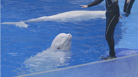 海洋公园动物白鲸饲养员温馨互动4K实拍