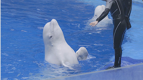 海洋公园动物白鲸饲养员温馨互动4K实拍