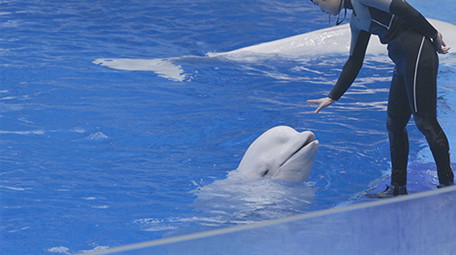海洋公园动物白鲸饲养员温馨互动4K实拍